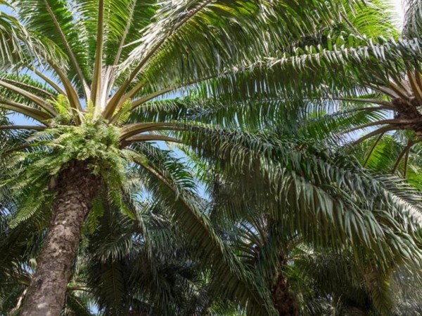 В чем заключается вред пальмового масла